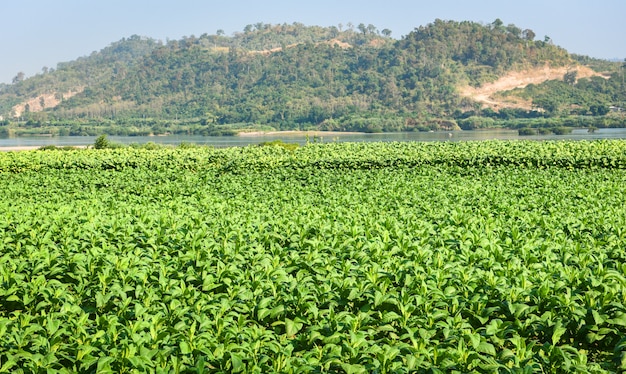 De jonge groene tabak verlaat plantage op het tabaksgebied