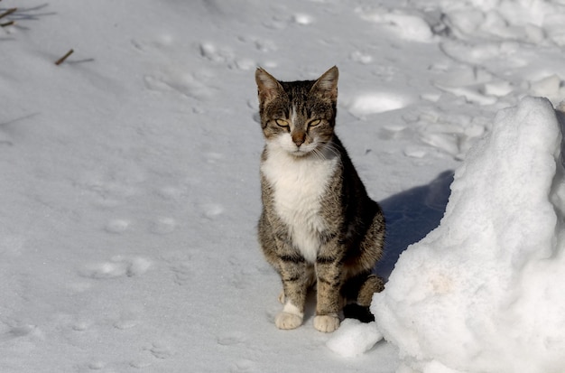 De jonge grote mooie grijswitte kat zit in de sneeuwclose-up