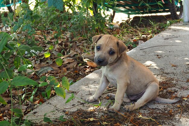 de jonge hond, dus cuite