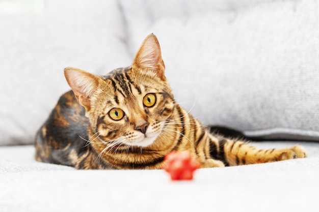 De jonge kat van Bengalen ligt op grijze bank Het leuke gestreepte katkatje kijkt op kleine rode stuk speelgoed bal