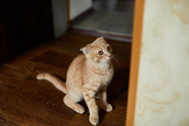 De jonge kat van de Schotse vouwengember op thuis speels katje