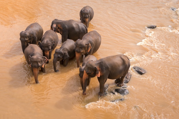 De jonge olifanten gingen drinken. Olifanten baden in de oranje rivier. Dierenwereld van Sri Lanka.