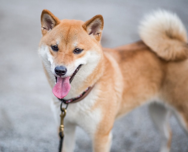 De jonge rode vrolijke pluizige hond shiba inu loopt op straat