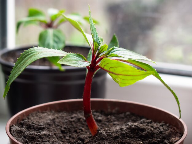 De jonge spruiten groeien in een pot, close-up.