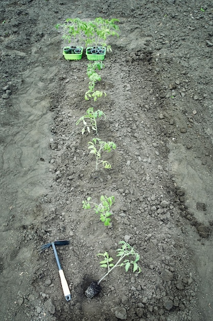 De jonge tomatenzaailing klaar om in de grond te planten