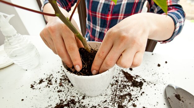 De jonge vrouw verplant thuis een installatie a in een nieuwe pot