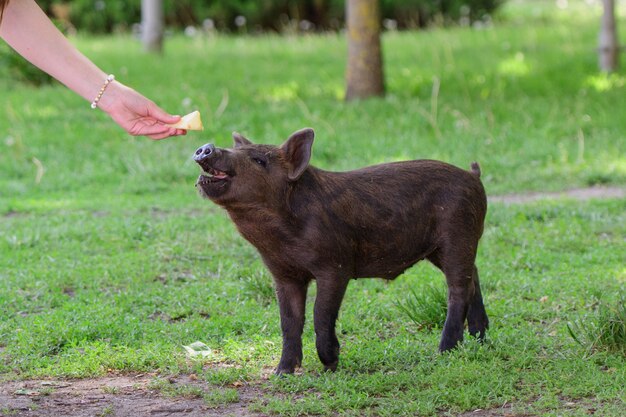 De jonge vrouw voedt een klein varken. in een groene weide