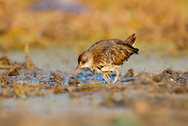 De jonge waterral (Rallus aquaticus) in zacht ochtendlicht.