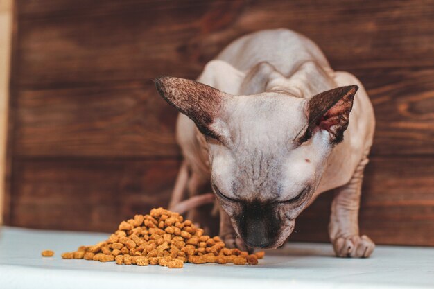 De kale kat van het Canadese Sphynx-ras eet droogvoer.