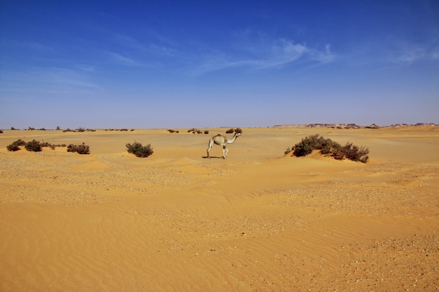 De kameel in de Sahara woestijn van Soedan