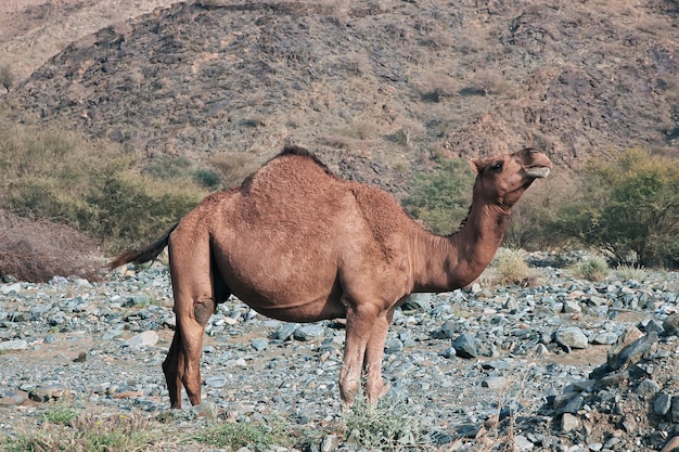 De kameel in Hejaz-gebergte Saudi-Arabië