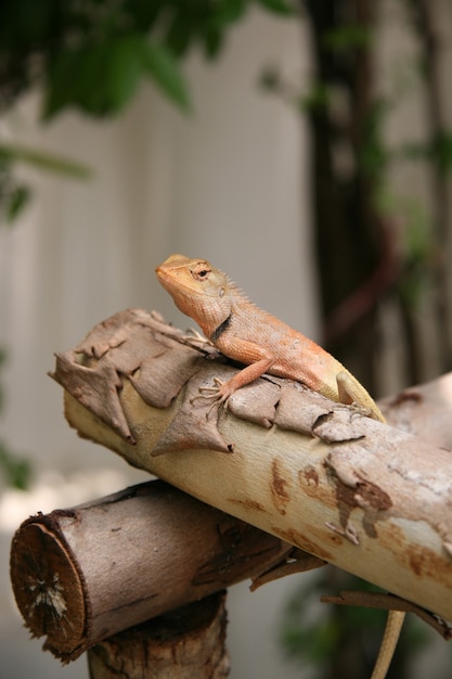 De kameleon in thailand, focus selectief.