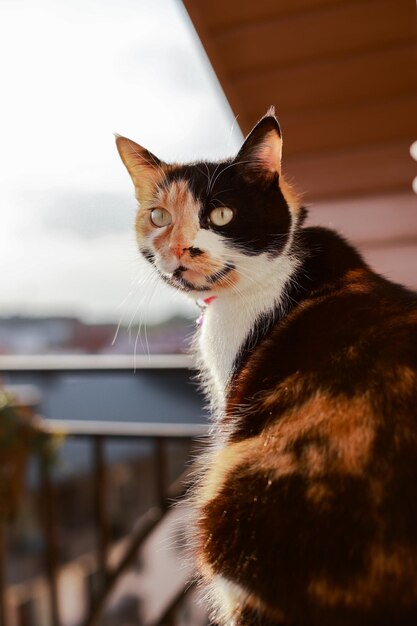 De karakteristieke driekleurige kat zit bij zonsondergang op de vensterbank van het balkon onder de warme stralen