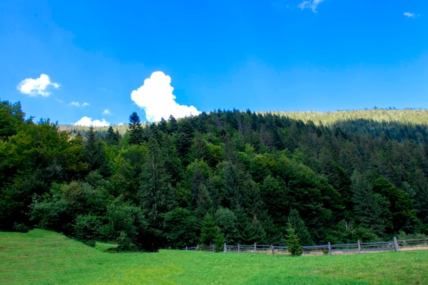 De Karpaten in de zomer op een prachtige zonnige dag Unieke ongerepte natuur van de Karpaten