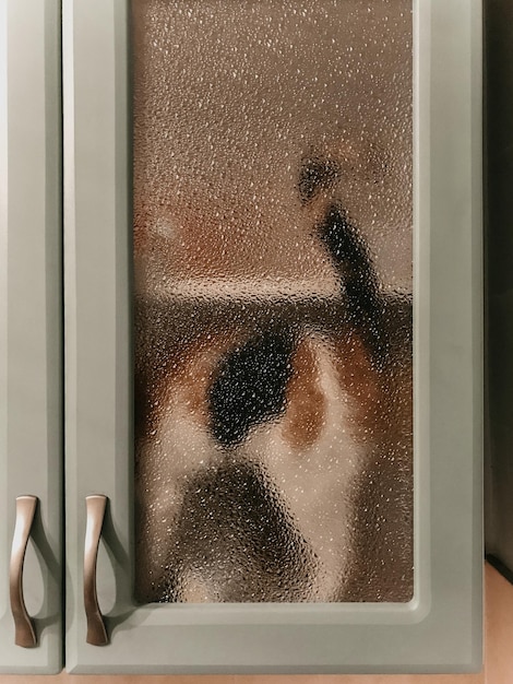 De kat achter de glazen deur.