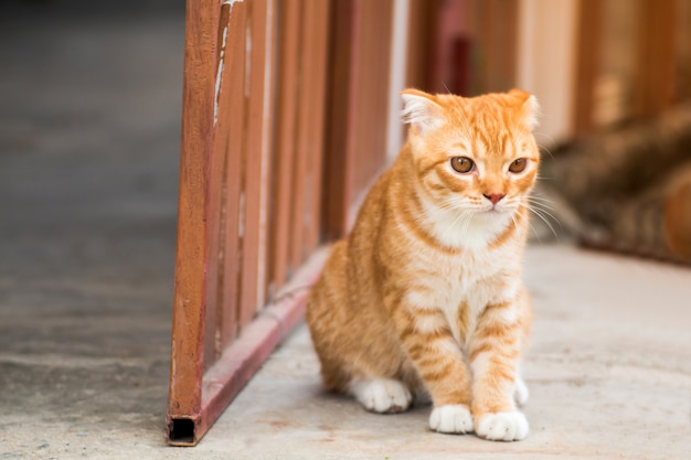 De kat die op vloer, bruine kat en witte kat ontspant