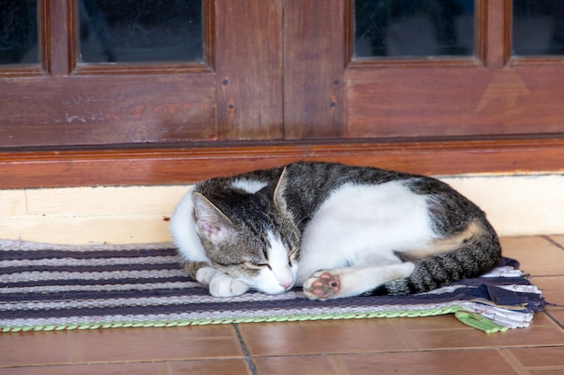 De kat die op vloer, bruine kat en witte kat ontspant