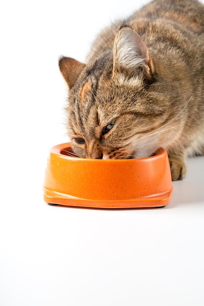 De kat eet nat voedsel uit een bowl.Vertical afbeelding. Witte achtergrond.