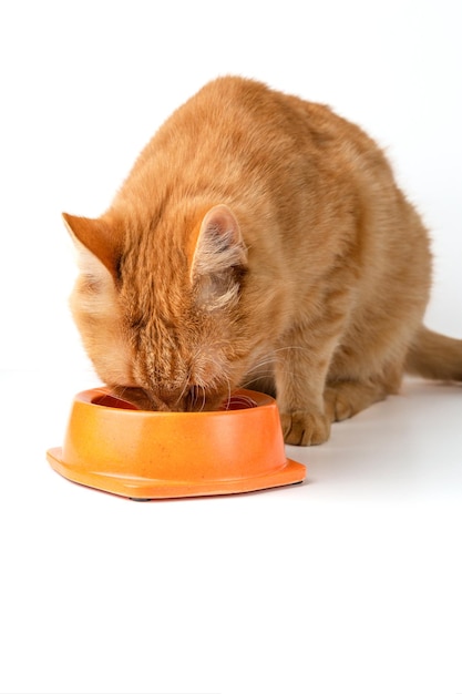 Foto de kat eet nat voedsel uit een bowl.vertical afbeelding. witte achtergrond.