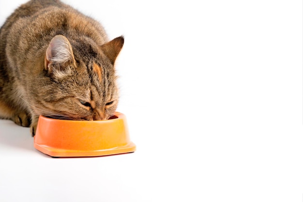 De kat eet natvoer uit een kom. Witte achtergrond. Kopieer de ruimte.