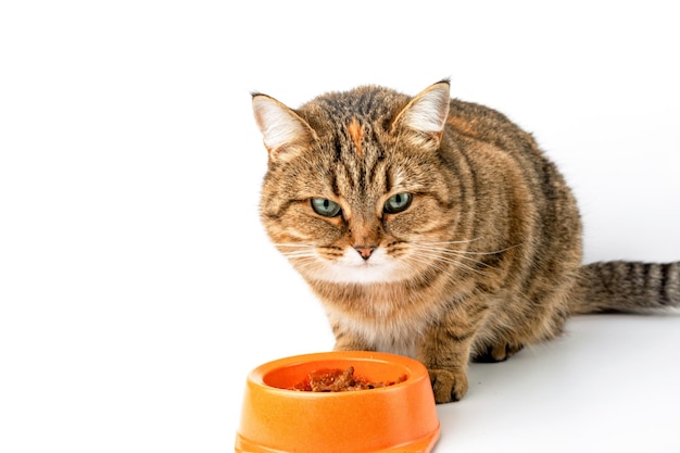 De kat eet natvoer uit een kom. Witte achtergrond. Kopieer de ruimte.