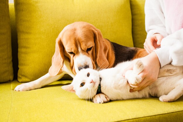 De kat en de hond liggen op de bank met hun meesteres