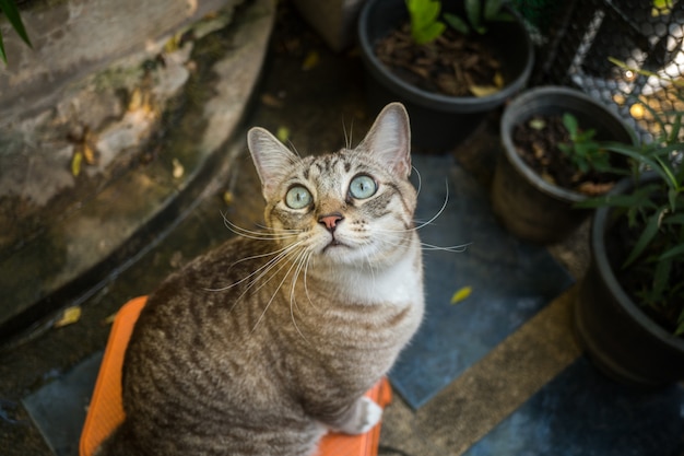 De kat in de tuin kijkt omhoog.