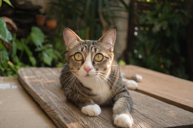 De kat in de tuin kijkt omhoog.