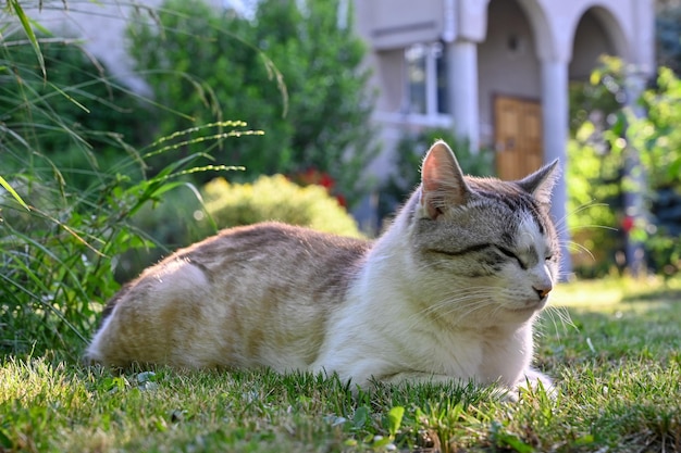 de kat in de vroege ochtend ligt op het gras op de binnenplaats van het huis