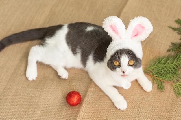 De kat in konijnenoren Een kitten in een konijnenkostuum Kerstdier Leuk katje met kerstspeelgoed