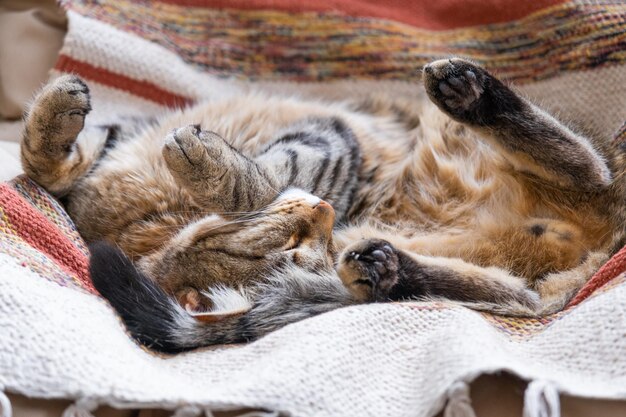 De kat is snel zoet in slaap op een stoel in een grappige pose comfortabele zorgeloze slaap van een dier close-up