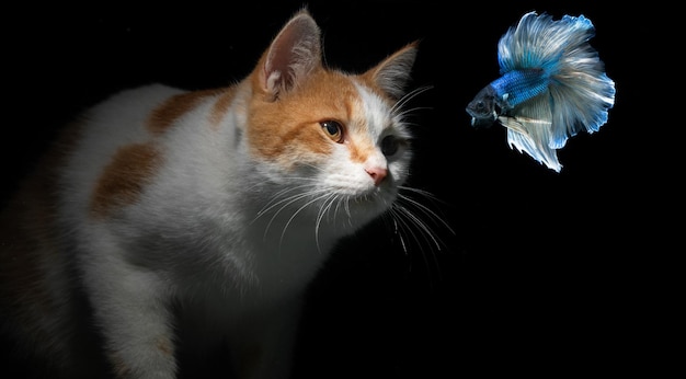 De kat kijkt naar de vis van achter het aquarium op een zwarte achtergrond.