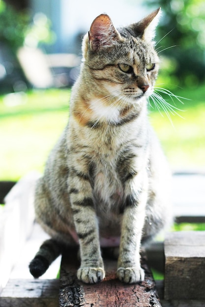 De kat kijkt weg.