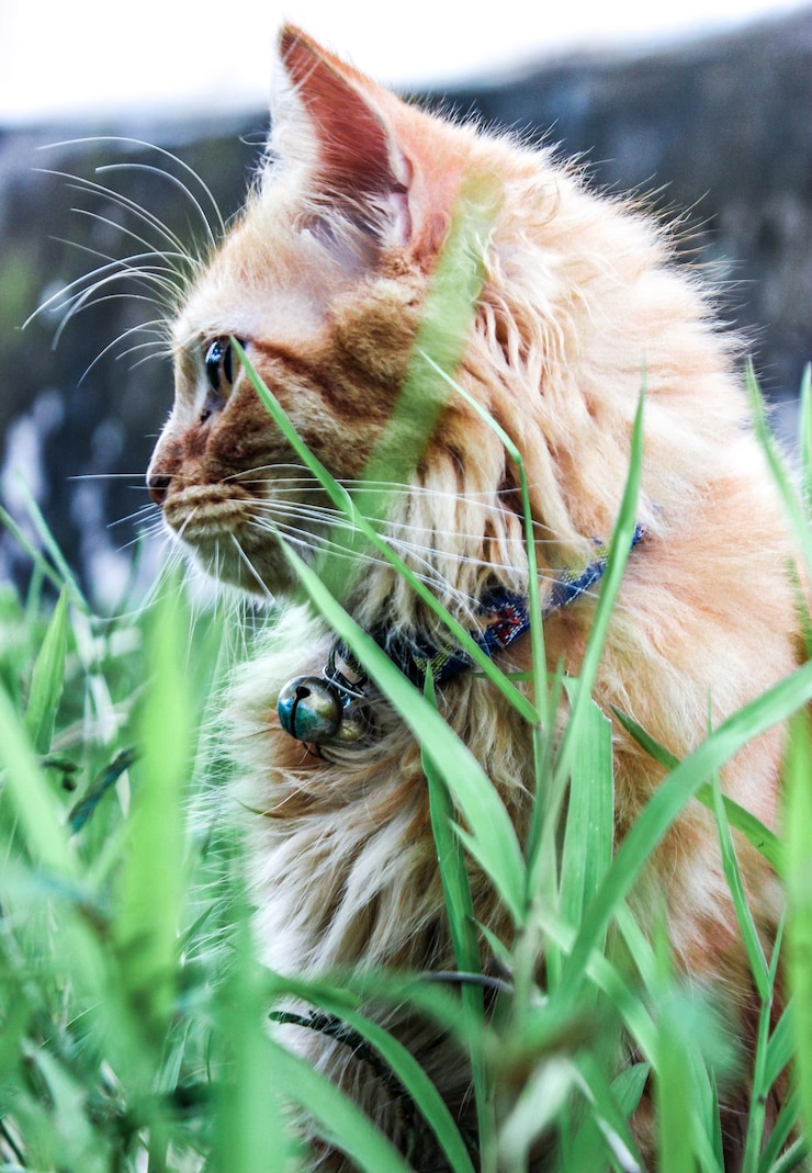 Foto de kat kijkt weg.