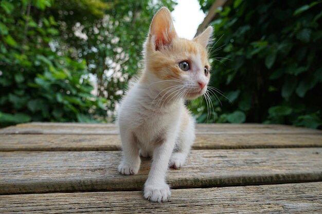 De kat kijkt weg.