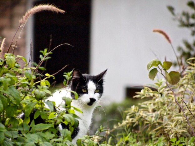 Foto de kat kijkt weg.