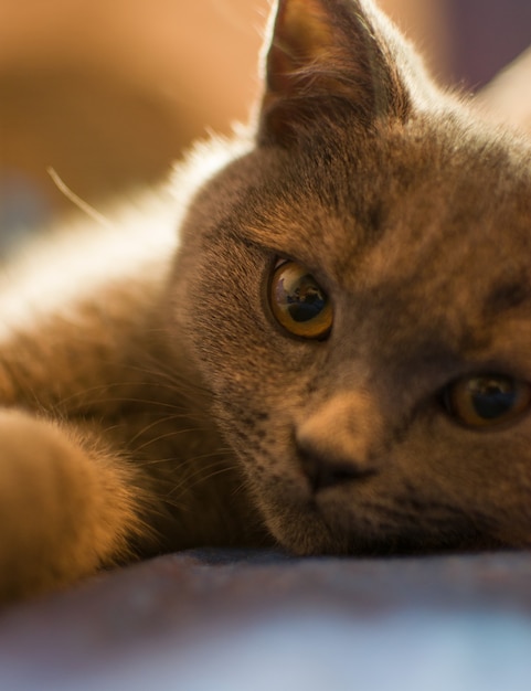 De kat koestert zich in het bed.