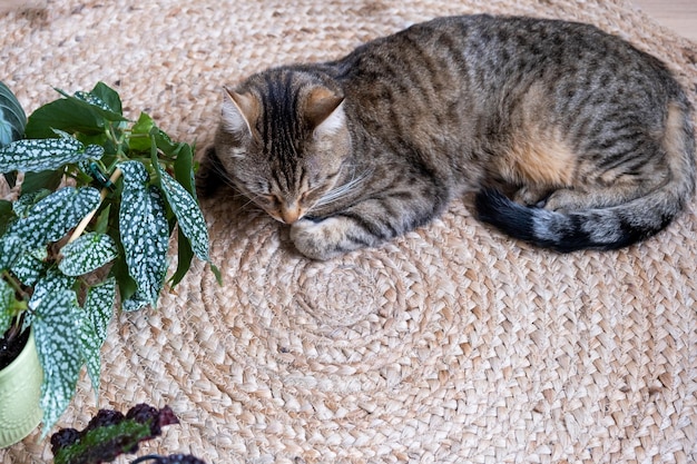 De kat ligt diep te slapen op een jute vloerkleed naast de thuispotplant begonia Comfort in een groen huis met huisdieren