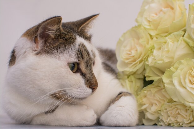 De kat ligt naast een boeket lichte rozen.