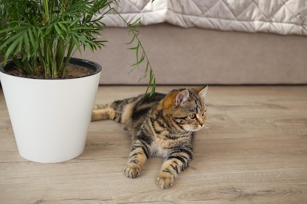 De kat ligt op de grond in de kamer