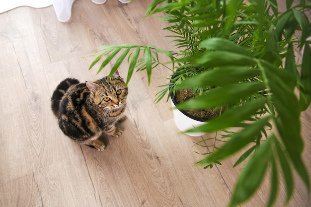 De kat ligt op de grond in de kamer