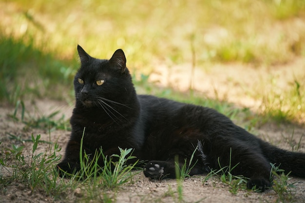 De kat ligt op de grond Ontspannen zwart huisdier in het wild