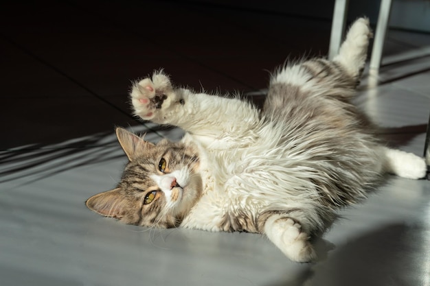 De kat ligt op de grond te zonnebaden