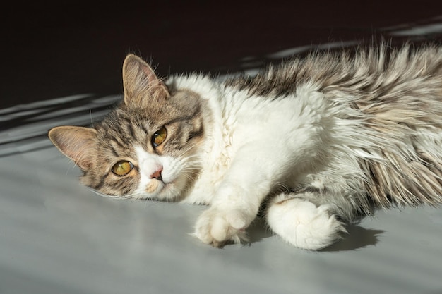 De kat ligt op de grond te zonnebaden