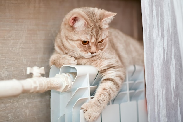 De kat ligt op de verwarmingsbatterij Herfst Het is koud