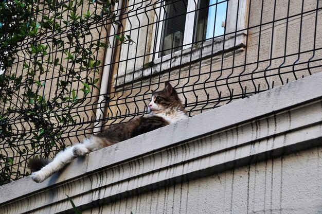 De kat ligt op een hoog hek in de buurt van een woongebouw. panorama van de stad.