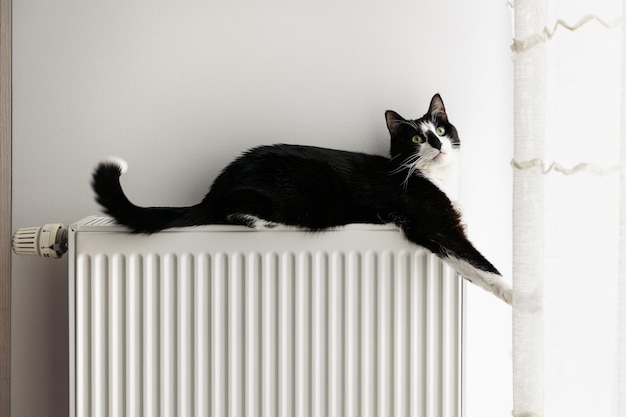 De kat ligt op een verwarmingsradiator en kijkt omhoog tegen de achtergrond van een witte muur.