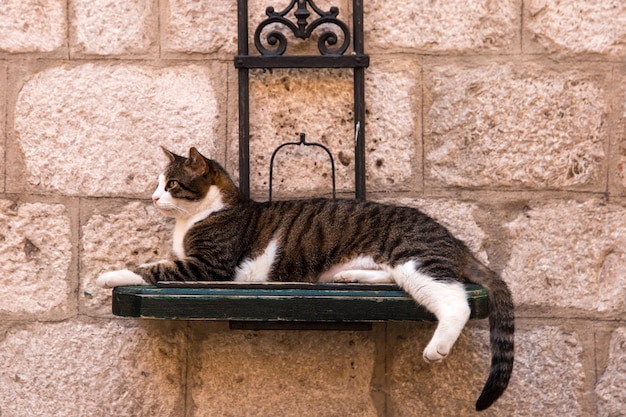 Foto de kat ligt op straat op een speciale standaard die aan de muur hangt.