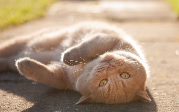 De kat ligt op zijn rug op het stenen oppervlak. Zomerdag, achtergrondverlichting