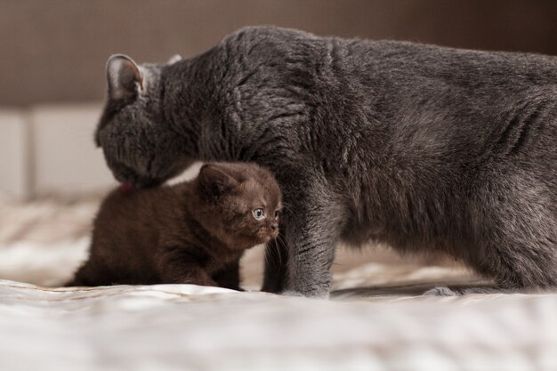 De kat likt zijn kleine kitten